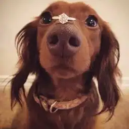  今天,男朋友跟我求婚了