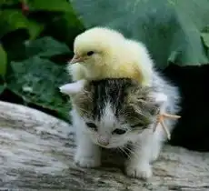  猫咪演绎爆笑生活简直是枚开心果