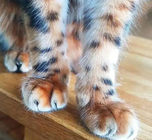  天生自带王者之气的孟加拉豹猫,有机会一定要养一只啊