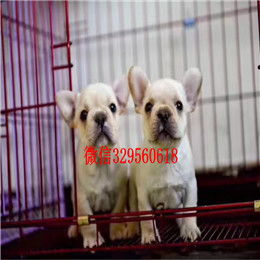  珠海出售斗牛犬黑色法国斗牛犬一道筋法国斗牛犬法国斗牛犬价格