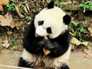  520成都见成都最适合情侣去的十个地方一个不去就后悔