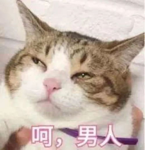  你喜欢小动物吗
