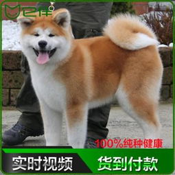  可爱喵星人猫咪零钱包汪星人狗狗哈士奇秋田犬卡通创意硬币包包邮_可爱价格|图片-黄页88网