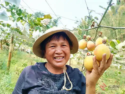 哥伦比亚热情果落户云南镇康 哥伦比亚热情果落户云南镇康