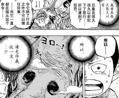  海贼王尾田曾画出佐乌象主全貌,凯多旗下旱灾杰克都被它秒
