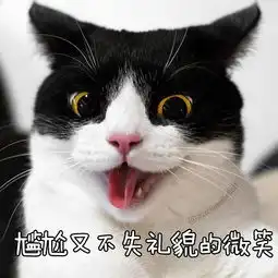 黑猫警长已加入云养猫名单 黑猫警长已加入云养猫名单