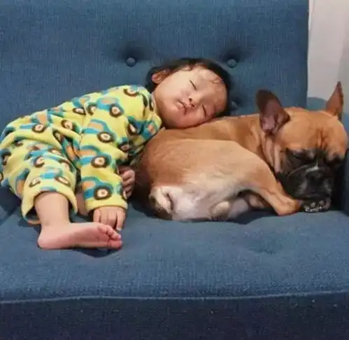  萌图日本小迷弟和脸臭法国斗牛犬的日常
