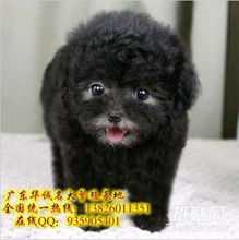  广州泰迪熊犬哪里有卖广州什么地方有卖泰迪熊
