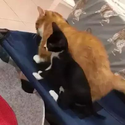  耍心机霸占奶牛猫的床,橘猫很得意以后这就是我的专属橘座了