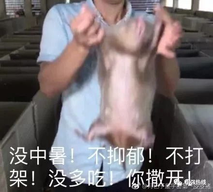  我是一只新来的竹鼠,他们却有一百种吃我的理由