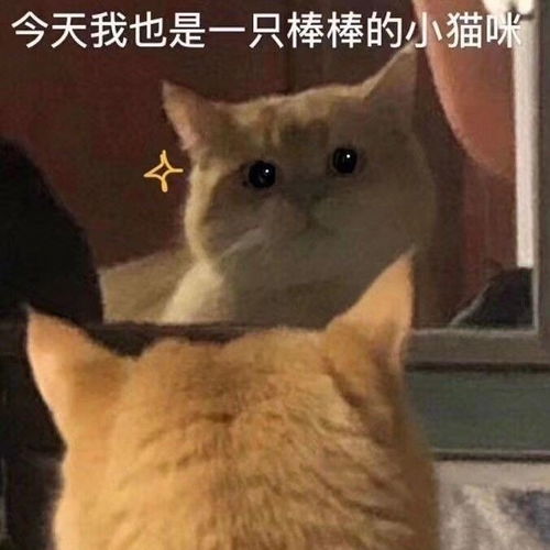 猫猫表情包看起来大脑一片空白,实际上大脑真的一片空白