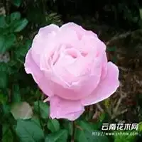  微信蔷薇花头像高清蔷薇花花朵图片大全