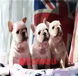  保定哪里有卖斗牛犬奶油色斗牛犬大头法国斗牛犬法国斗牛犬图片