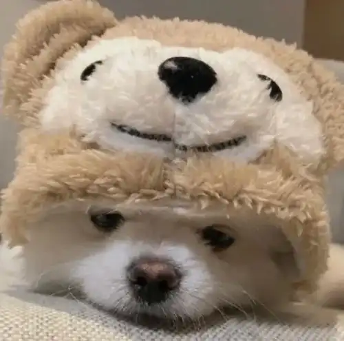 情侣头像没对象也爱用情头 情侣头像没对象也爱用情头