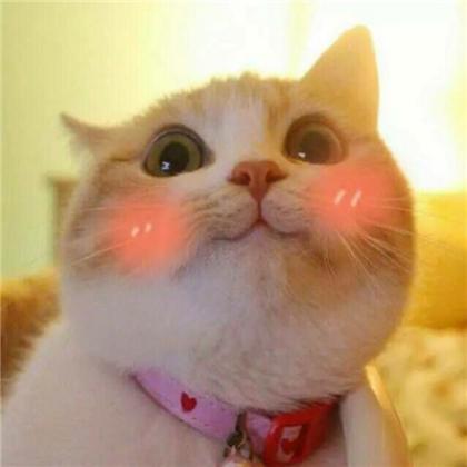  可爱萌猫情侣头像,命里有时终需有不要在意