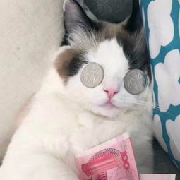  求这只猫的情侣头像