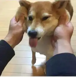  养柴犬和哈士奇的区别,10000人次都在围观