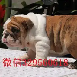  菏泽大鼻筋英国斗牛犬出售纯种健康英国斗牛犬价格斗牛犬图片英国斗牛犬多少钱一只