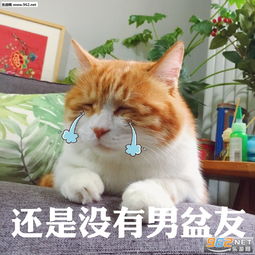  今天真开心骗自己的猫日表情包女人你在玩火丧猫表情包高清无水印下载乐游网游戏下载