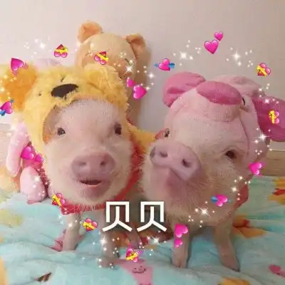 猪猪情侣头像呆萌一左一右抖音可爱真实猪情侣头像 猪猪情侣头像呆萌一左一右抖音可爱真实猪情侣头像