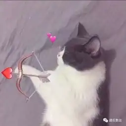 头像猫咪图片情侣头像新