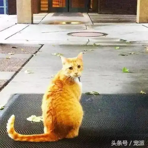  学霸猫被禁止进入图书馆,学习都不让,还有没有天理了