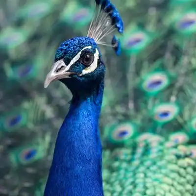  孔雀微信头像美丽迷人的孔雀图片