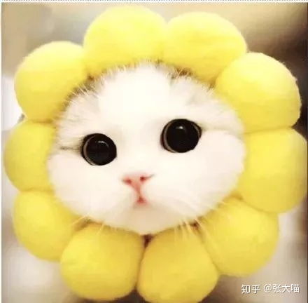  最容易长胖猫咪排行榜,榜首不是橘猫竟然是他