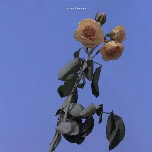 头像背景图套图 头像背景图套图