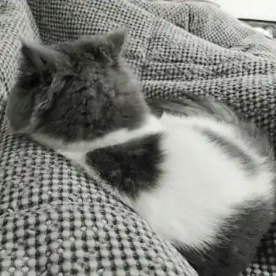  微信头像可爱猫猫咪可爱高清头像图片