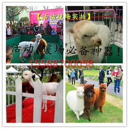  山东省羊驼租赁,羊驼租赁公司小羊驼什么价格图片,山东省羊驼租赁,羊驼租赁公司小羊驼什么价格高清图片嘉祥县鹏耀养殖场,中国制造网
