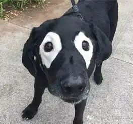  小动物会得白癜风吗