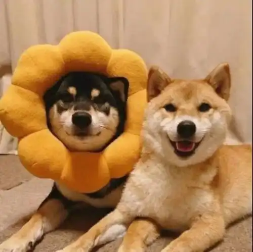  你们要的情侣头像来了