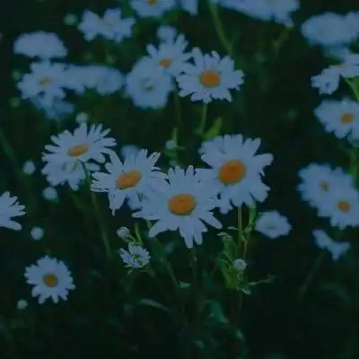 菊花头像大全唯美图片菊花高清微信头像 菊花头像大全唯美图片菊花高清微信头像