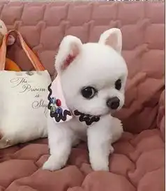  心动时刻,怎么可以这么可爱乖巧啊