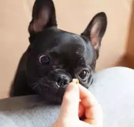 斗牛犬情侣头像黑猫警长
