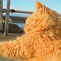  求猫咪的情头