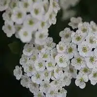  微信山楂花头像高清山楂花花朵图片大全