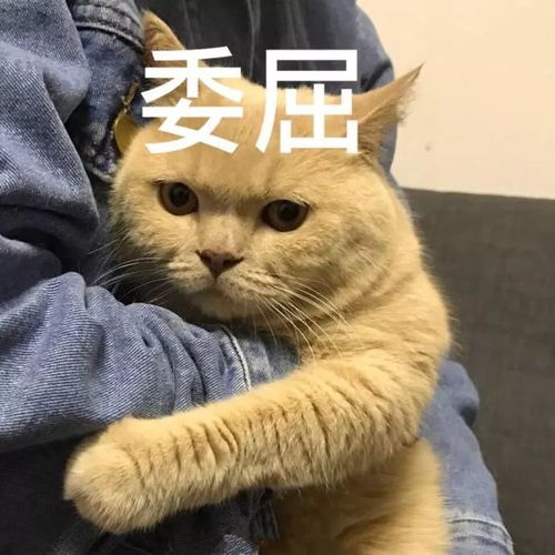  狗不教,铲屎官之惰狗身上99的问题,都来自主人