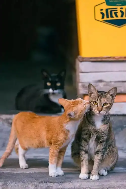 著名电影情侣头像猫咪