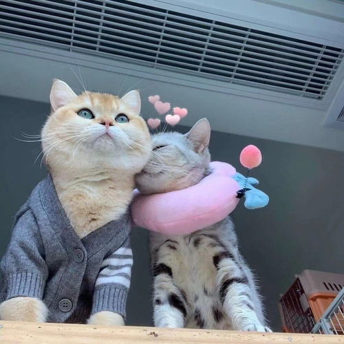  可爱猫咪情头总结了一些特别有幸福感的小事