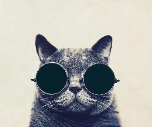  戴眼镜的微笑猫gbewtfe