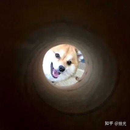  狗子头像可爱又憨憨的狗子头像奶凶奶凶可爱情侣狗子头像