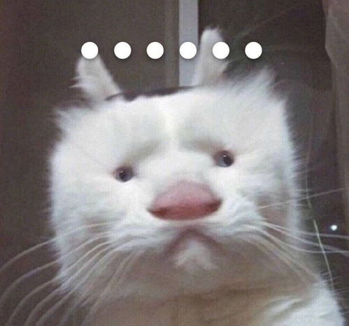  猫猫头像合集,来不及解释了,快上车养猫