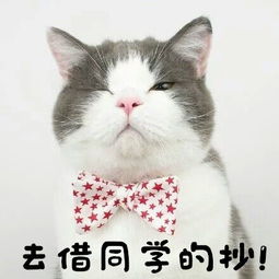  很俏皮秀逗的猫咪头像图片带字,送给还上学的你