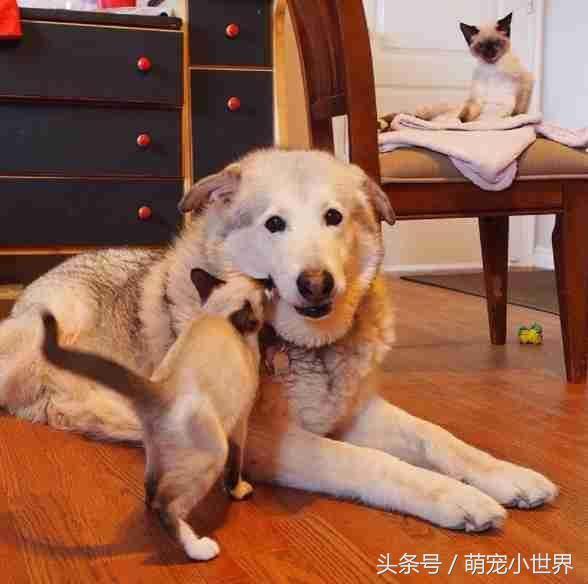  狗狗在失去好友后一直难过痛哭,直到家里来了4只小猫猫