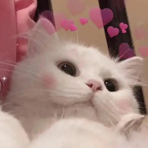 喜羊羊猫化动漫头像