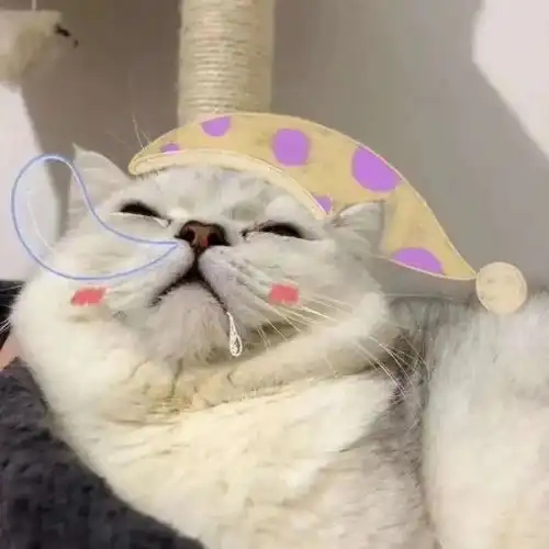  猫猫情头风止于秋水,我止于你