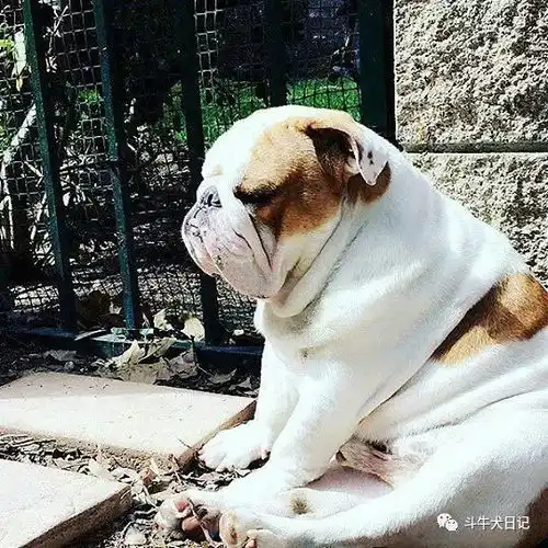  这些萌宠图片绝对是牛圈的一股清流,斗牛犬都是靠颜值吃饭宠物萌宠斗牛犬图片