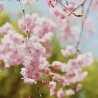  微信头像中年女性花朵微信头像图片大全